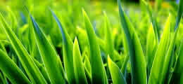 זרעי דשא
